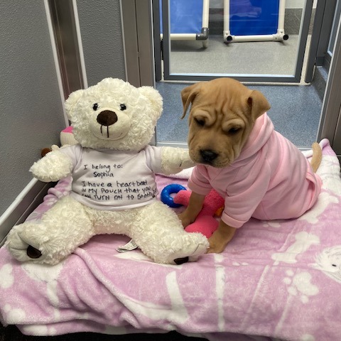 sophia dog.jpg